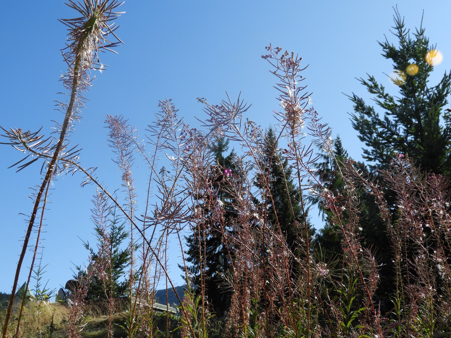 Squamish Culture Center in Whistler in British Columbia, Canada 51 of 53 (#1272)