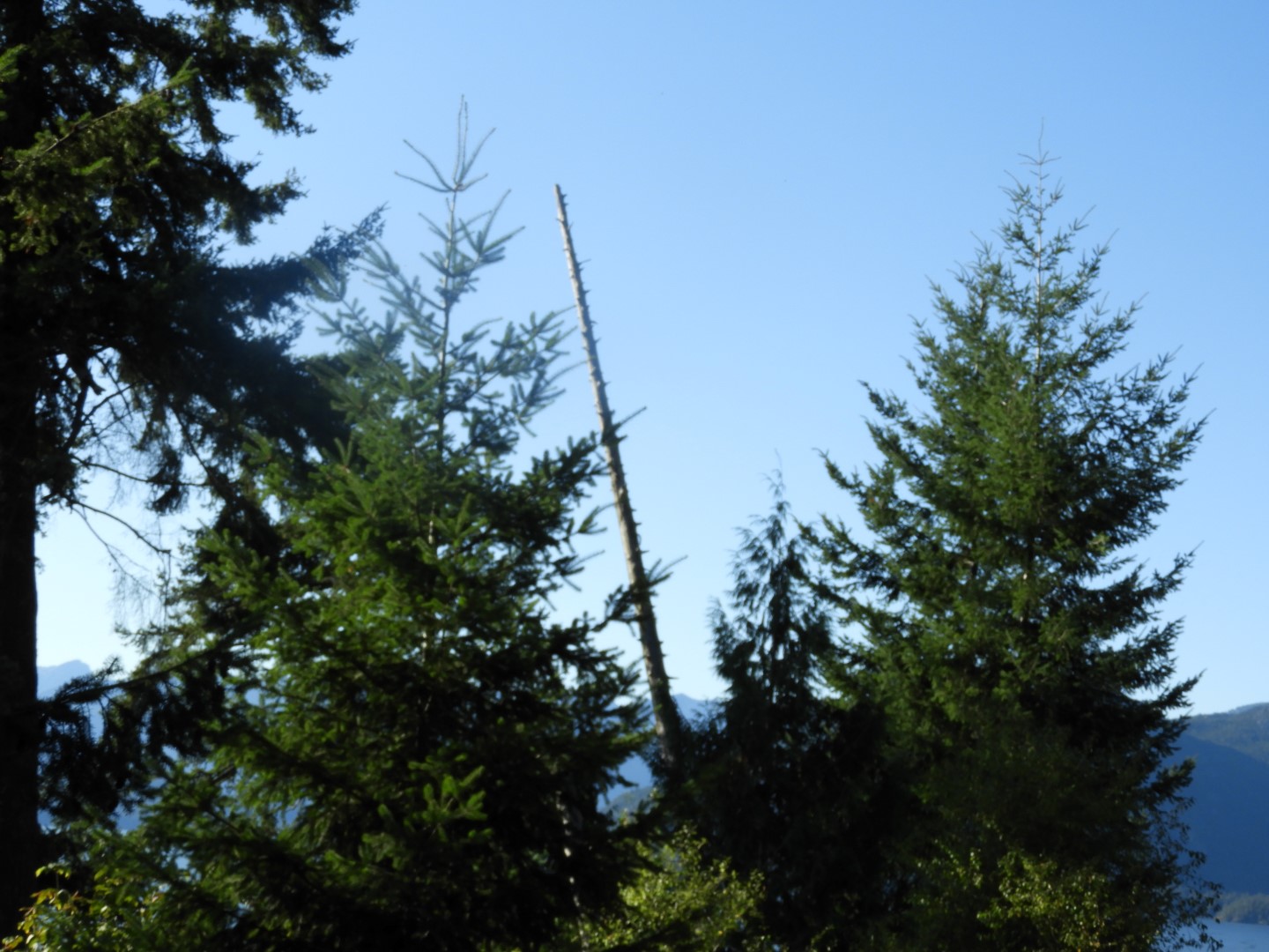 Scenery between Vancouver and Whistler in British Columbia, Canada  8 of 24 (#1286)