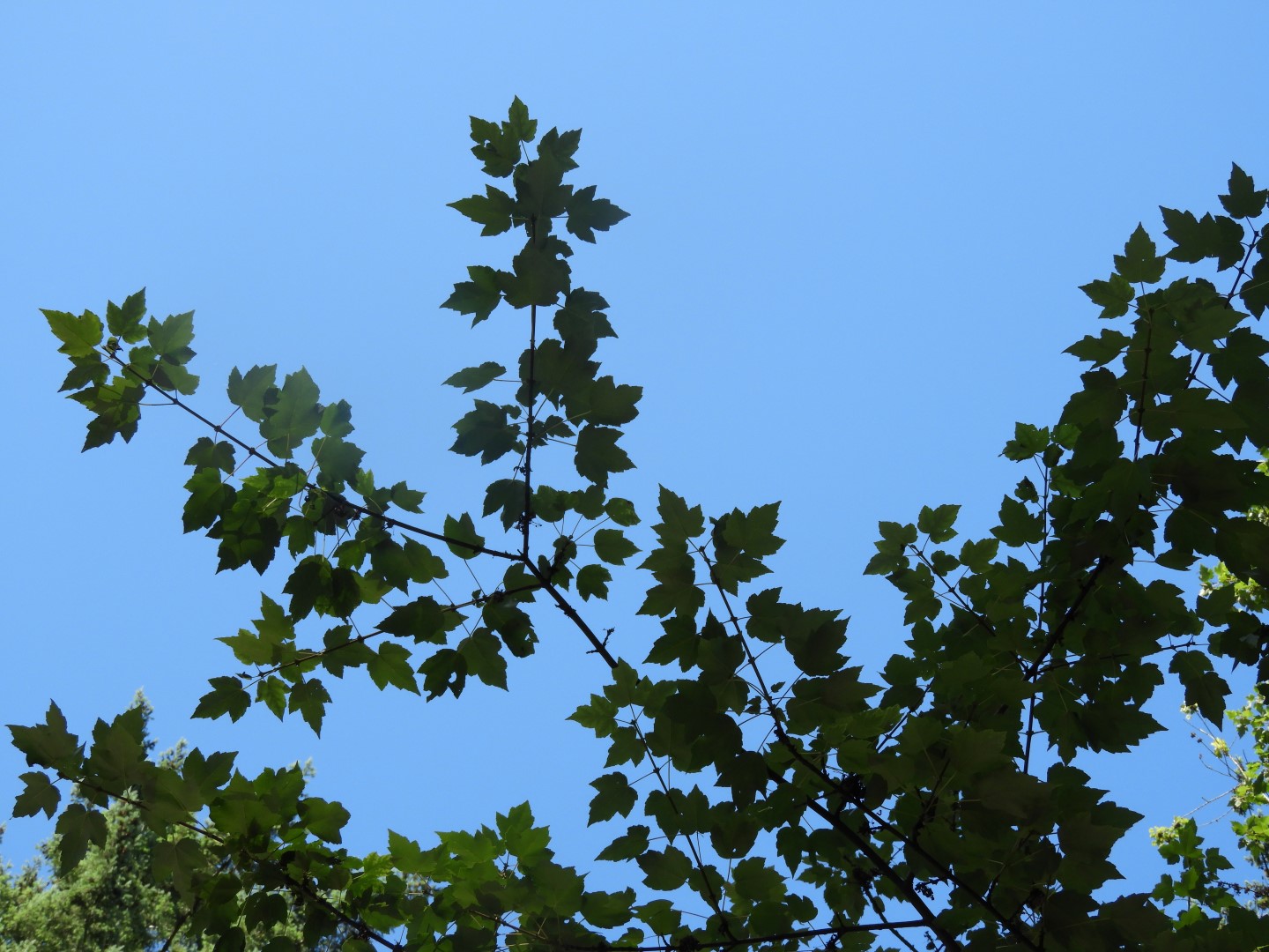 Queens Park in New Westminster, Canada  4 of 10 (#1306)