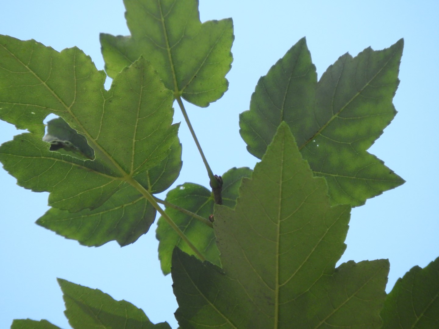 Queens Park in New Westminster, Canada  5 of 10 (#1307)