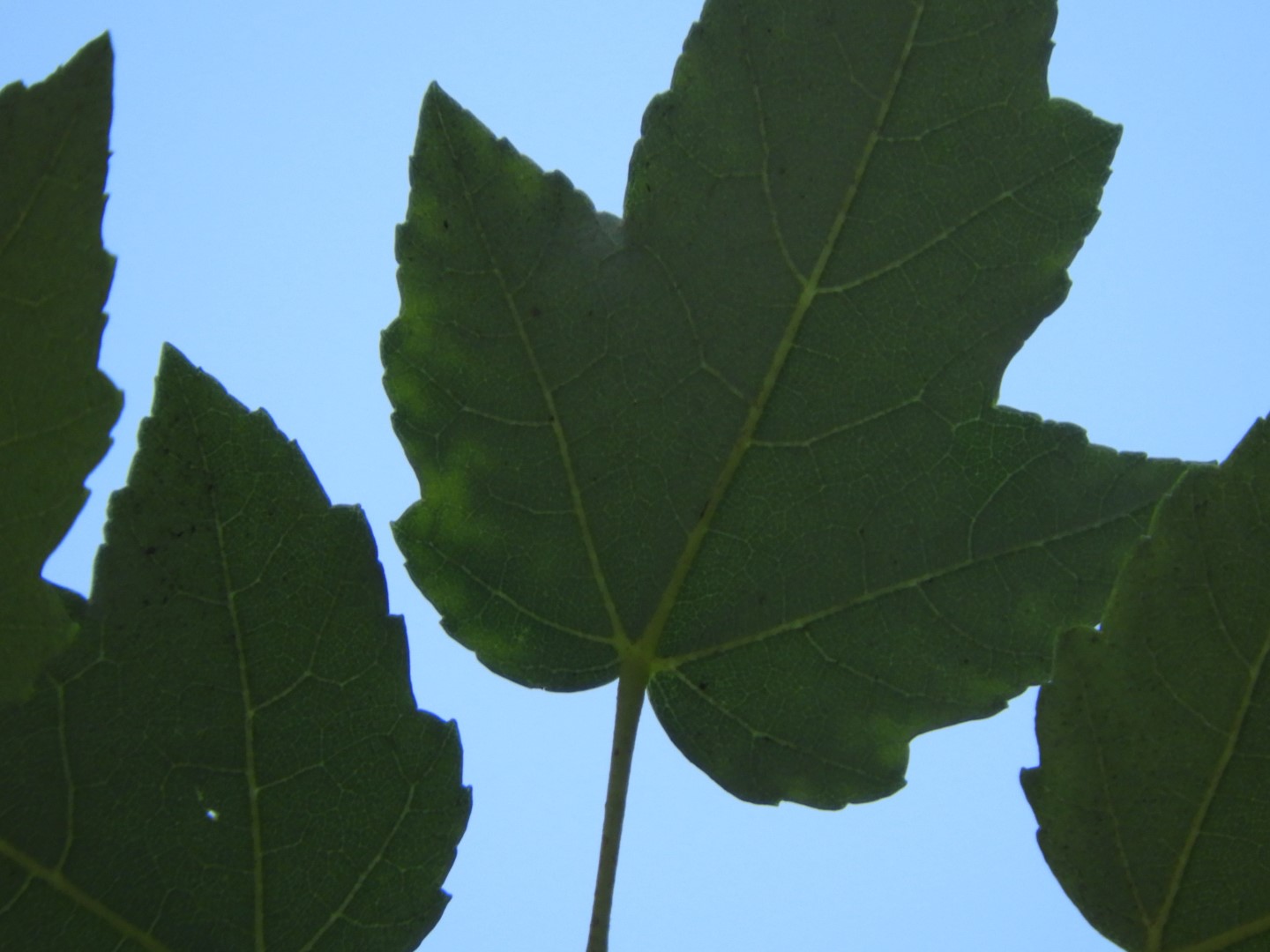 Queens Park in New Westminster, Canada  7 of 10 (#1309)