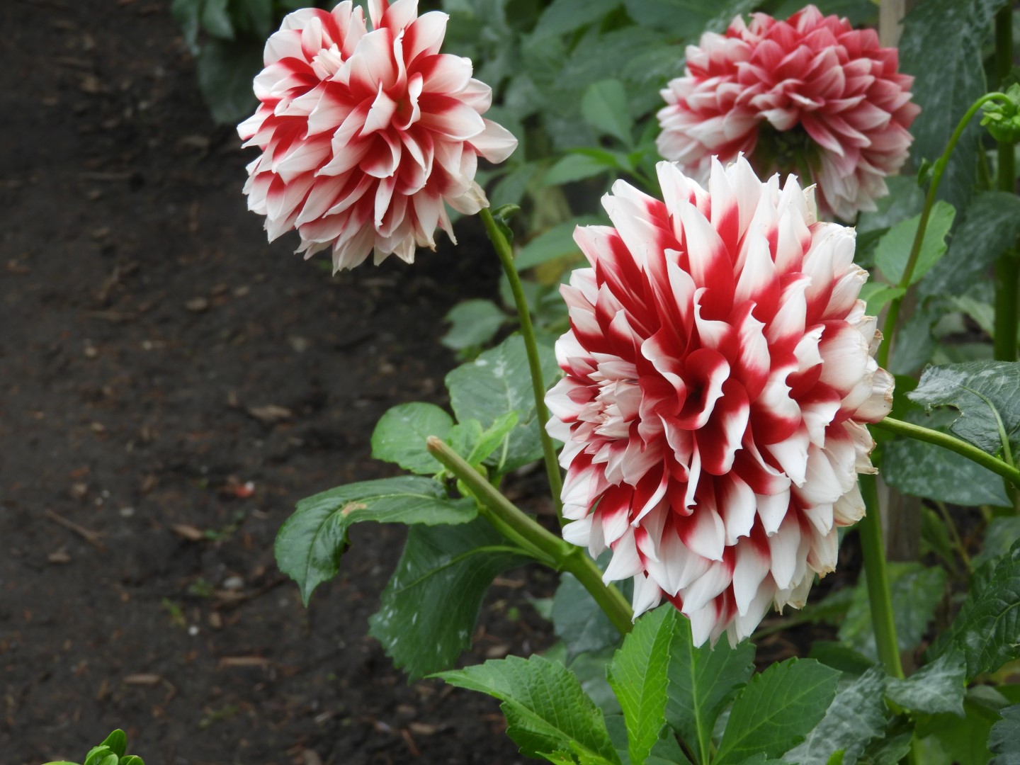 Volunteer Park in Seattle WA  9 of 10 (#1322)