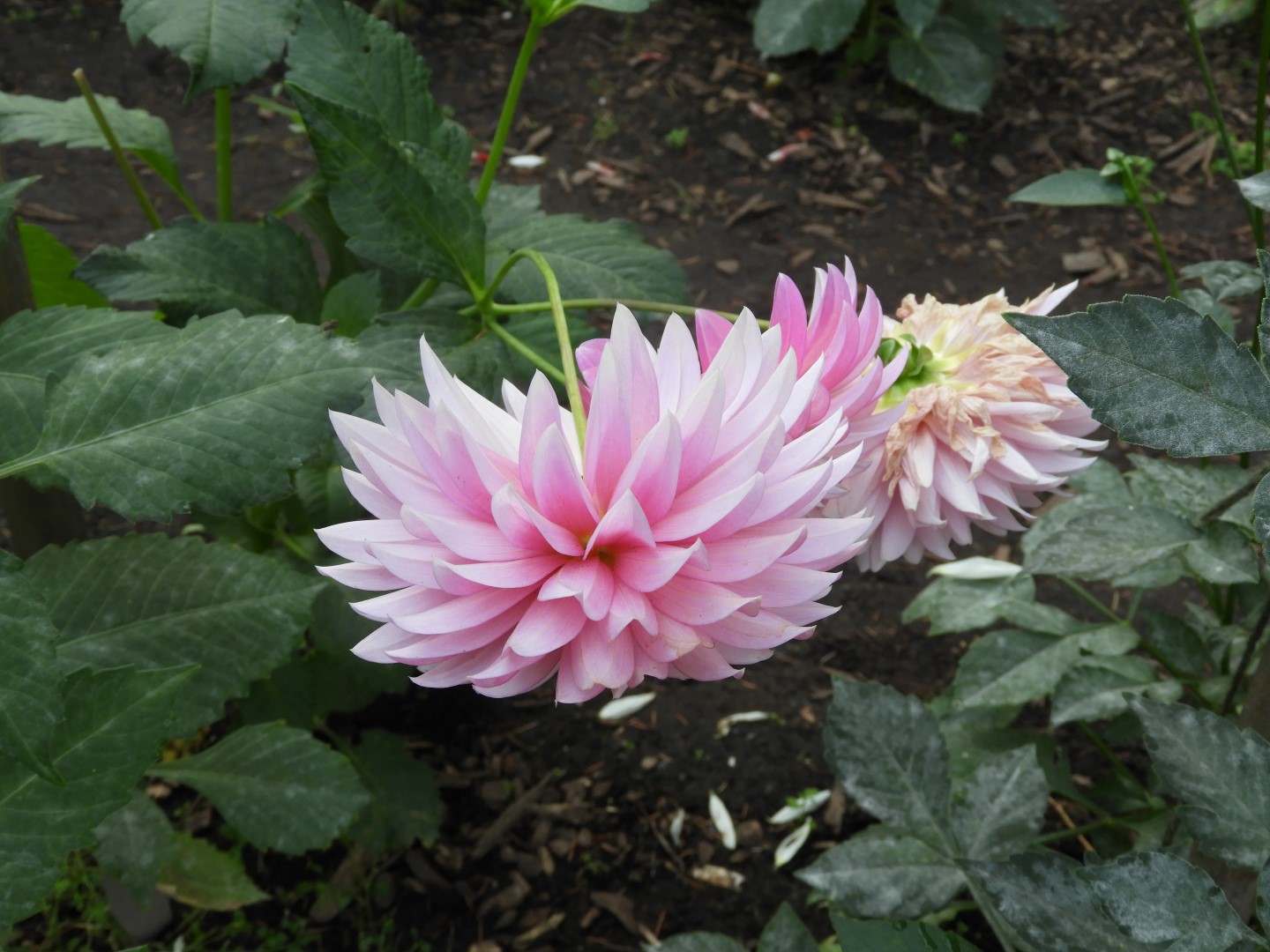 Volunteer Park in Seattle WA 10 of 10 (#1324)