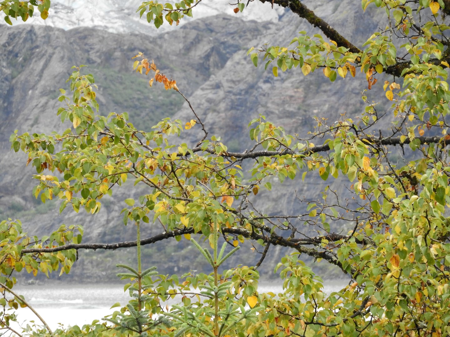 Scenes from Mendenhall Glacier Visitor Center in Juneau AK 22 of 30 (#1403)