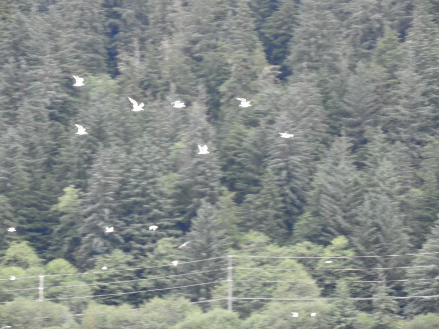 Looking at Juneau AK the North Douglas Hwy on Douglas Island  2 of 10 (#1413)