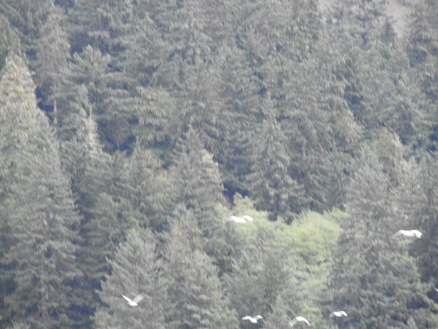 Looking at Juneau AK the North Douglas Hwy on Douglas Island  5 of 10 (#1416)