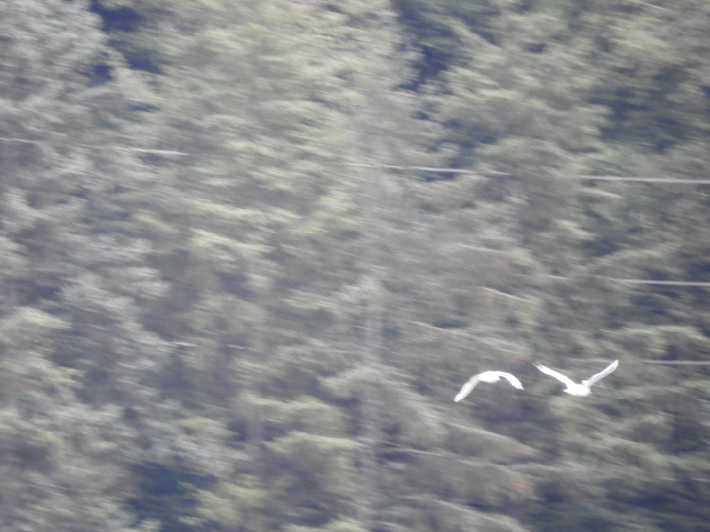 Looking at Juneau AK the North Douglas Hwy on Douglas Island  6 of 10 (#1417)