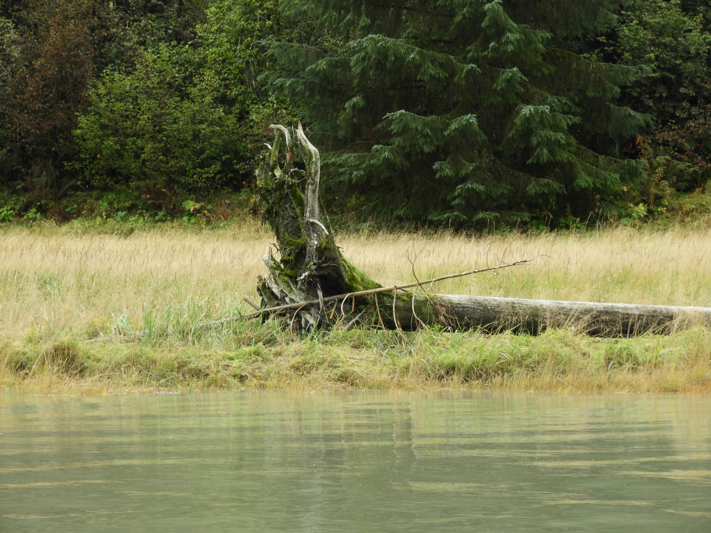 Eagle Beach in Juneau AK 11 of 24 (#1461)