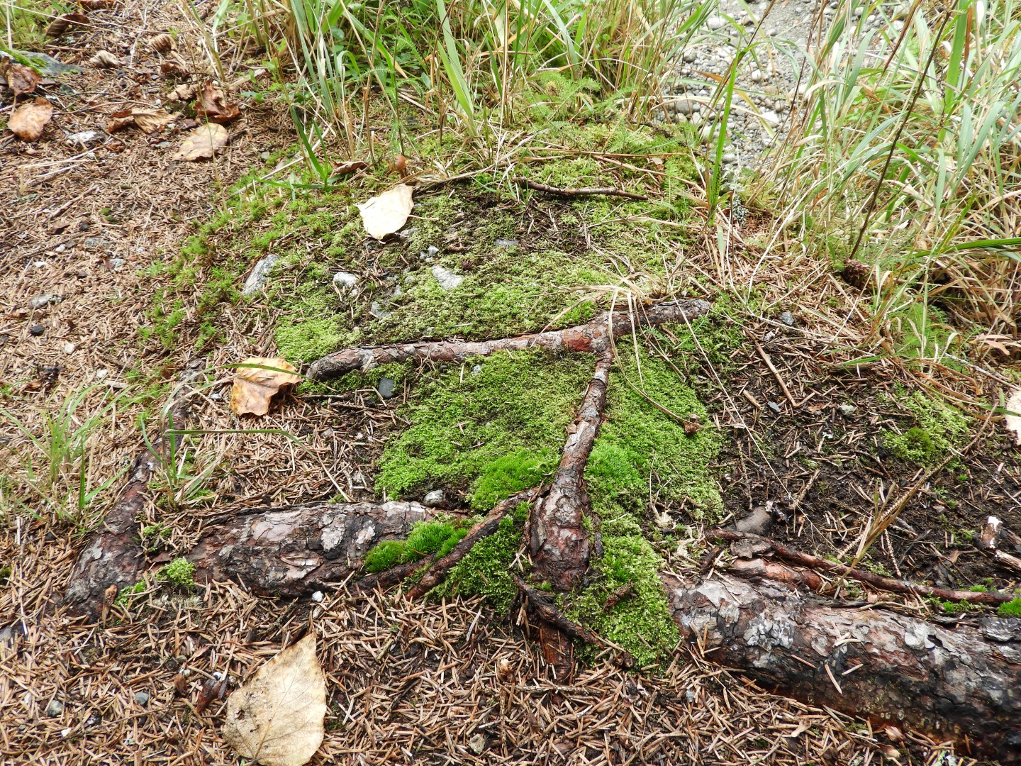 Eagle Beach in Juneau AK 13 of 24 (#1463)