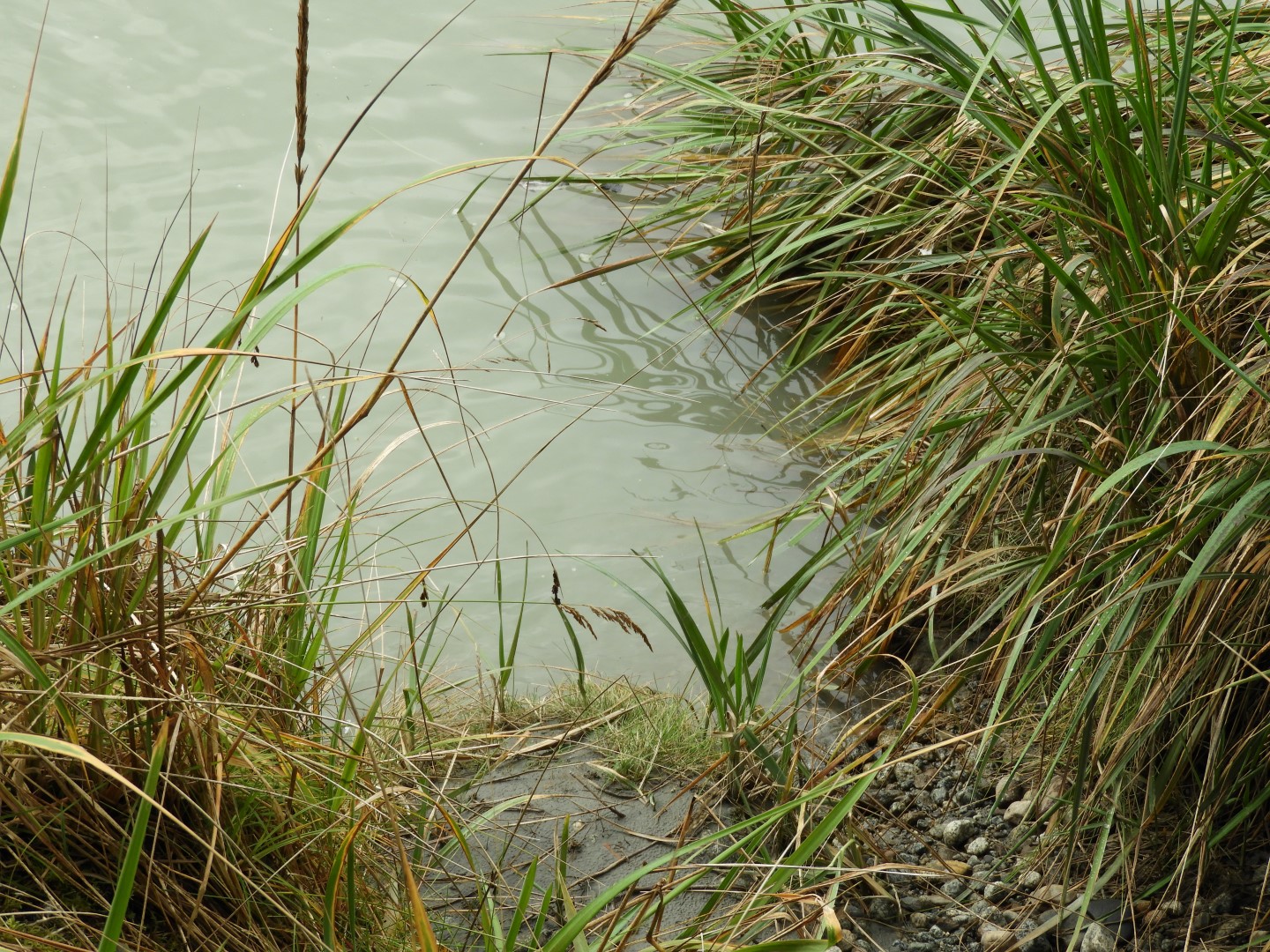 Eagle Beach in Juneau AK 14 of 24 (#1464)