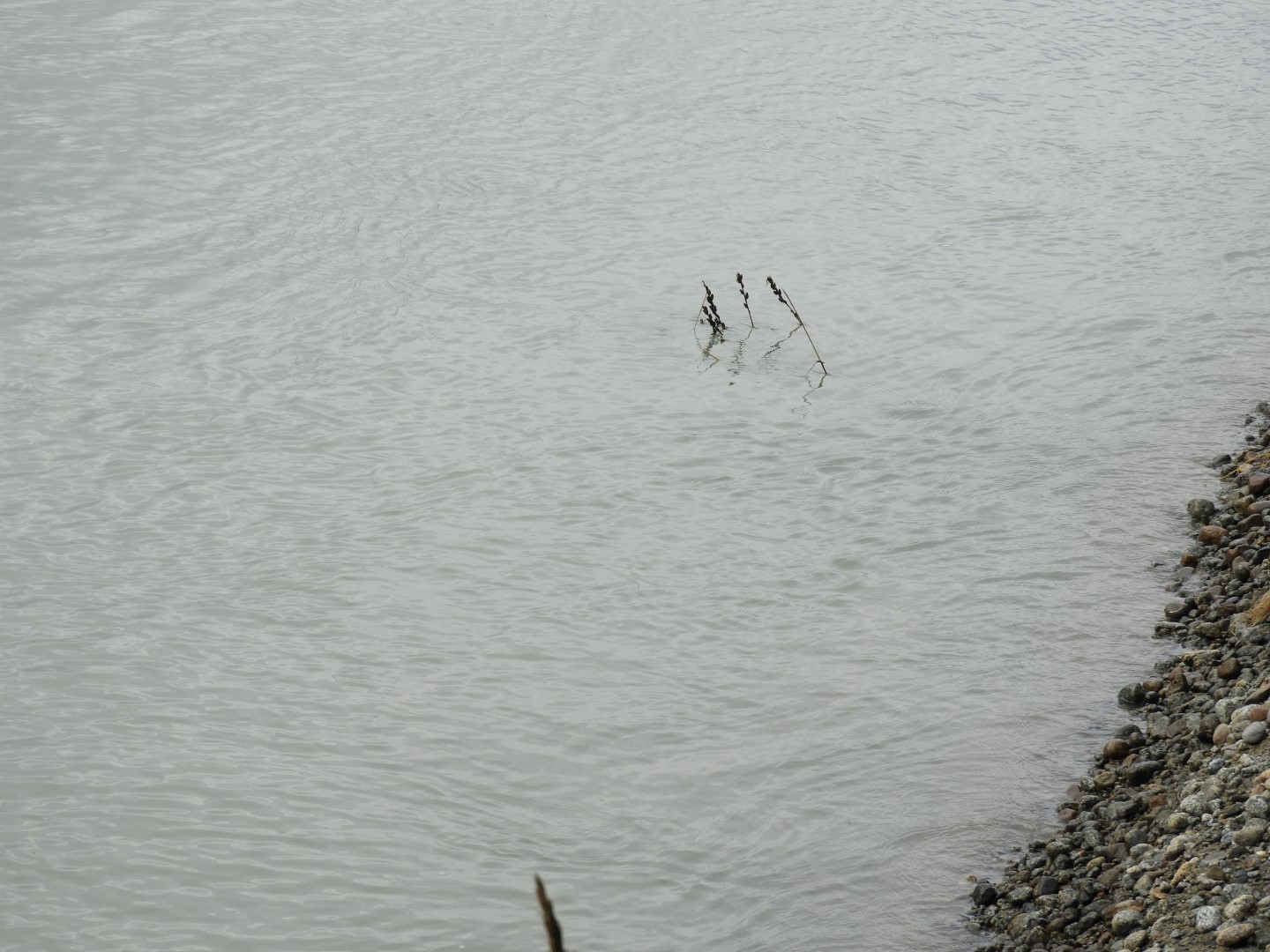 Eagle Beach in Juneau AK 15 of 24 (#1465)