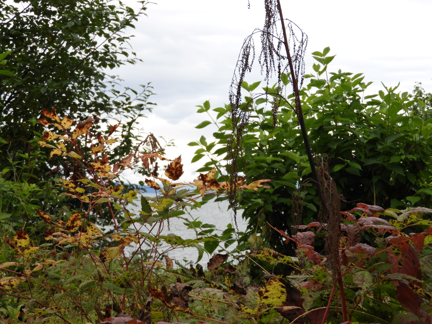 Scenery at the Shrine of St. Therese in Juneau AK  4 of 12 (#1478)