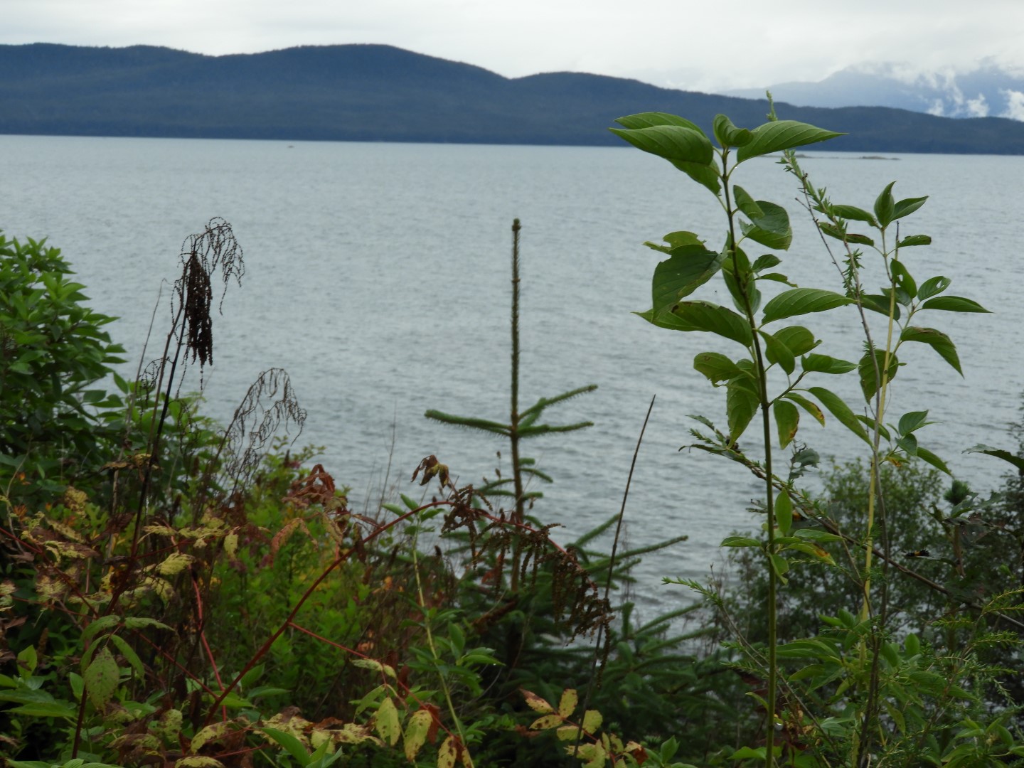 Scenery at the Shrine of St. Therese in Juneau AK  5 of 12 (#1479)
