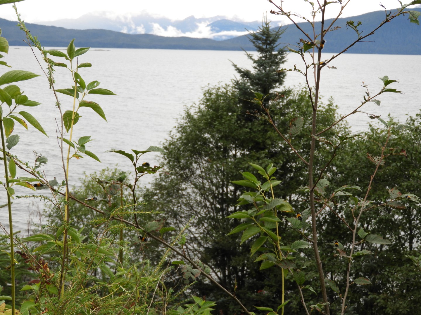 Scenery at the Shrine of St. Therese in Juneau AK  6 of 12 (#1480)