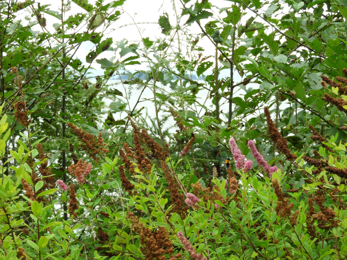 Scenery at the Shrine of St. Therese in Juneau AK 10 of 12 (#1484)