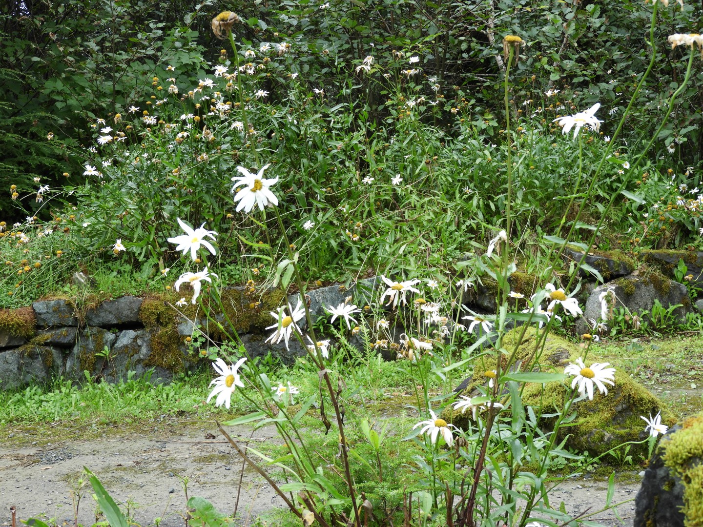Scenery at the Shrine of St. Therese in Juneau AK 11 of 12 (#1485)