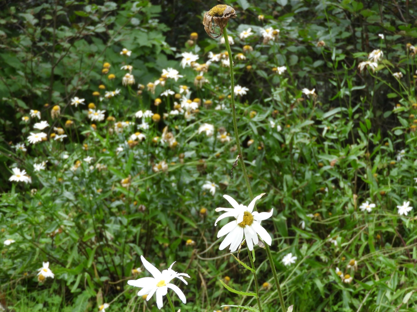 Scenery at the Shrine of St. Therese in Juneau AK 12 of 12 (#1486)