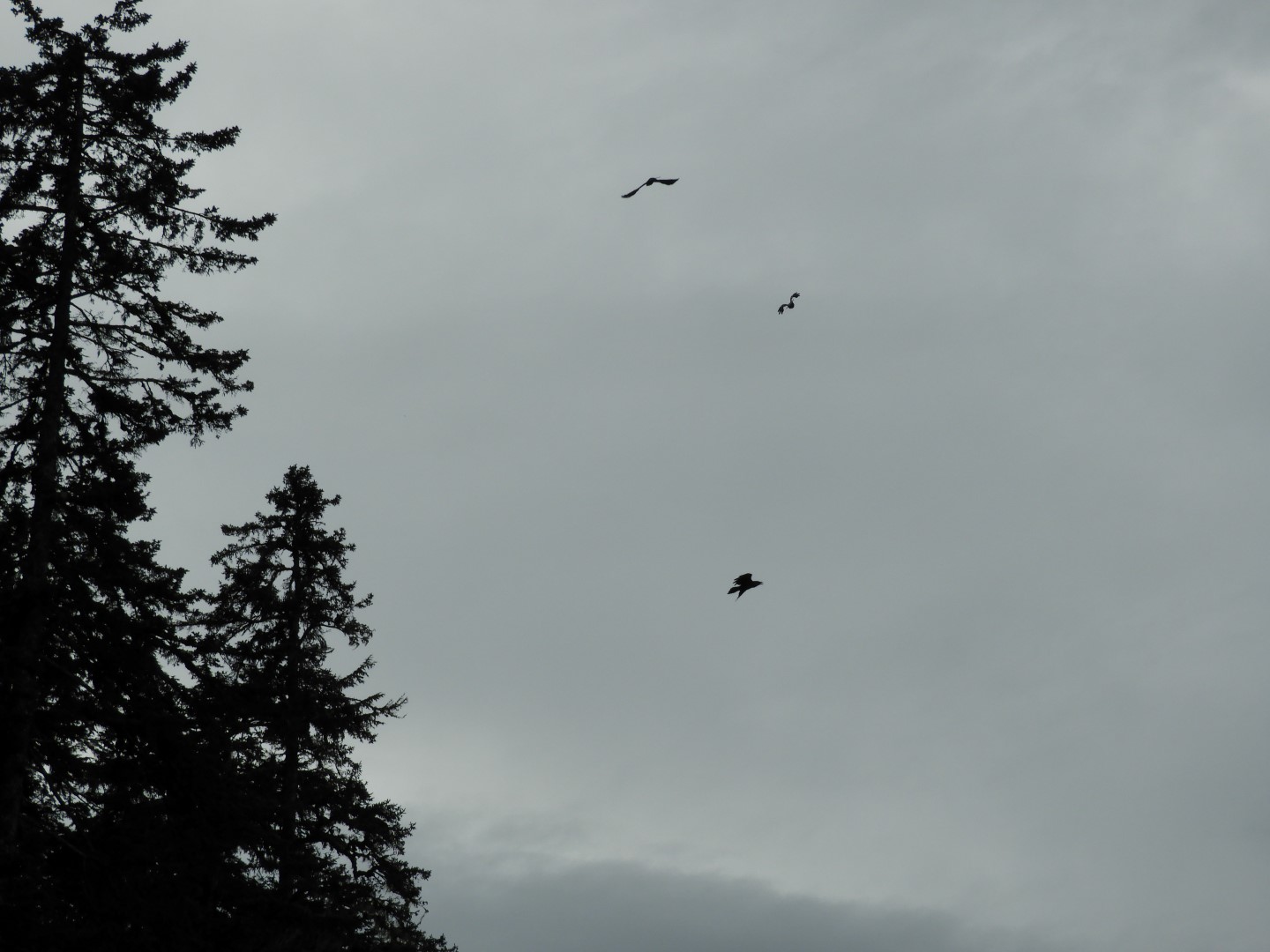 Birds at the Shrine of St. Therese in Juneau AK  1 of  7 (#1487)