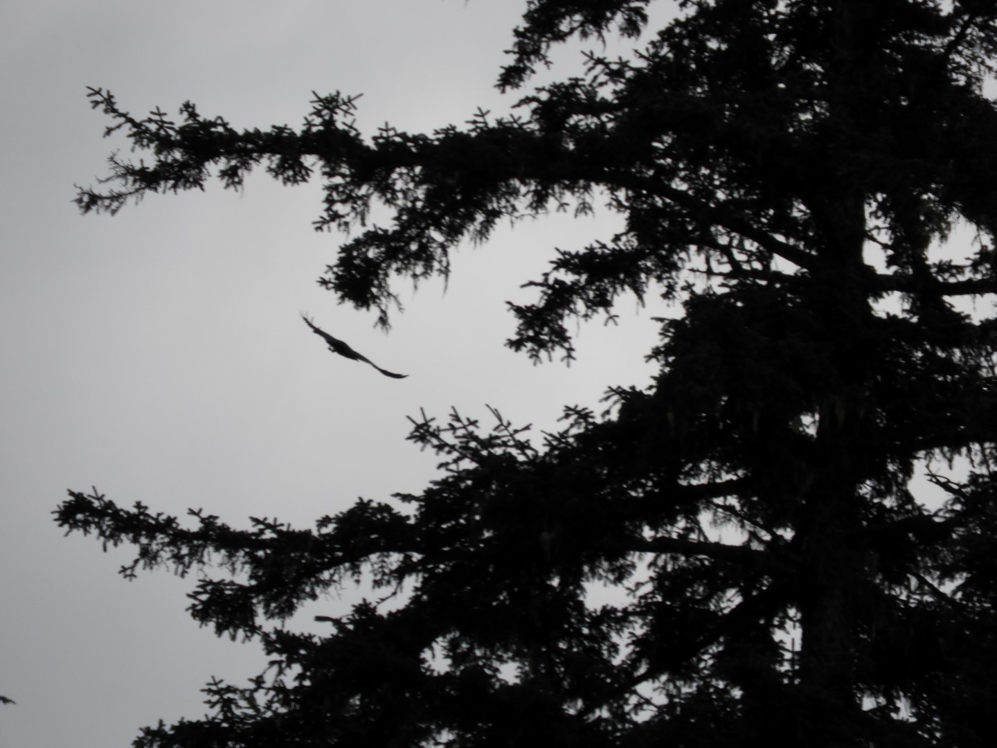 Birds at the Shrine of St. Therese in Juneau AK  2 of  7 (#1488)