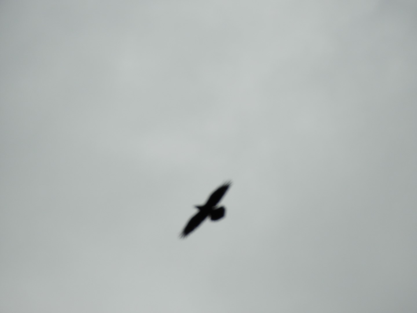 Birds at the Shrine of St. Therese in Juneau AK  4 of  7 (#1493)