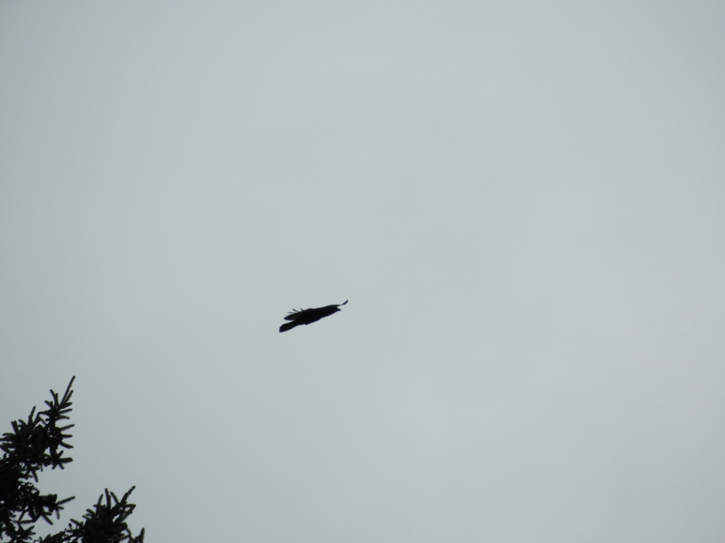 Birds at the Shrine of St. Therese in Juneau AK  5 of  7 (#1494)