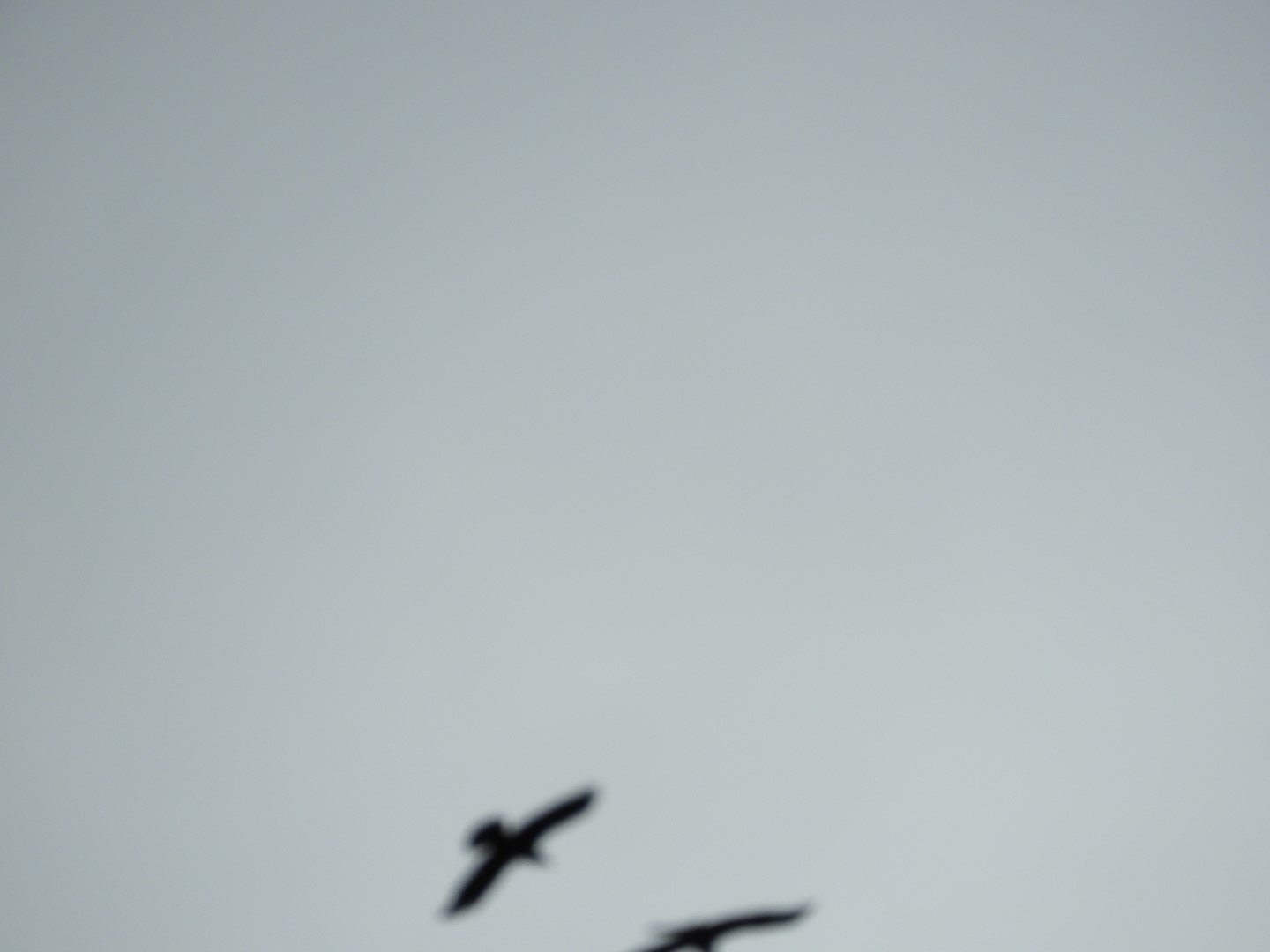 Birds at the Shrine of St. Therese in Juneau AK  6 of  7 (#1498)