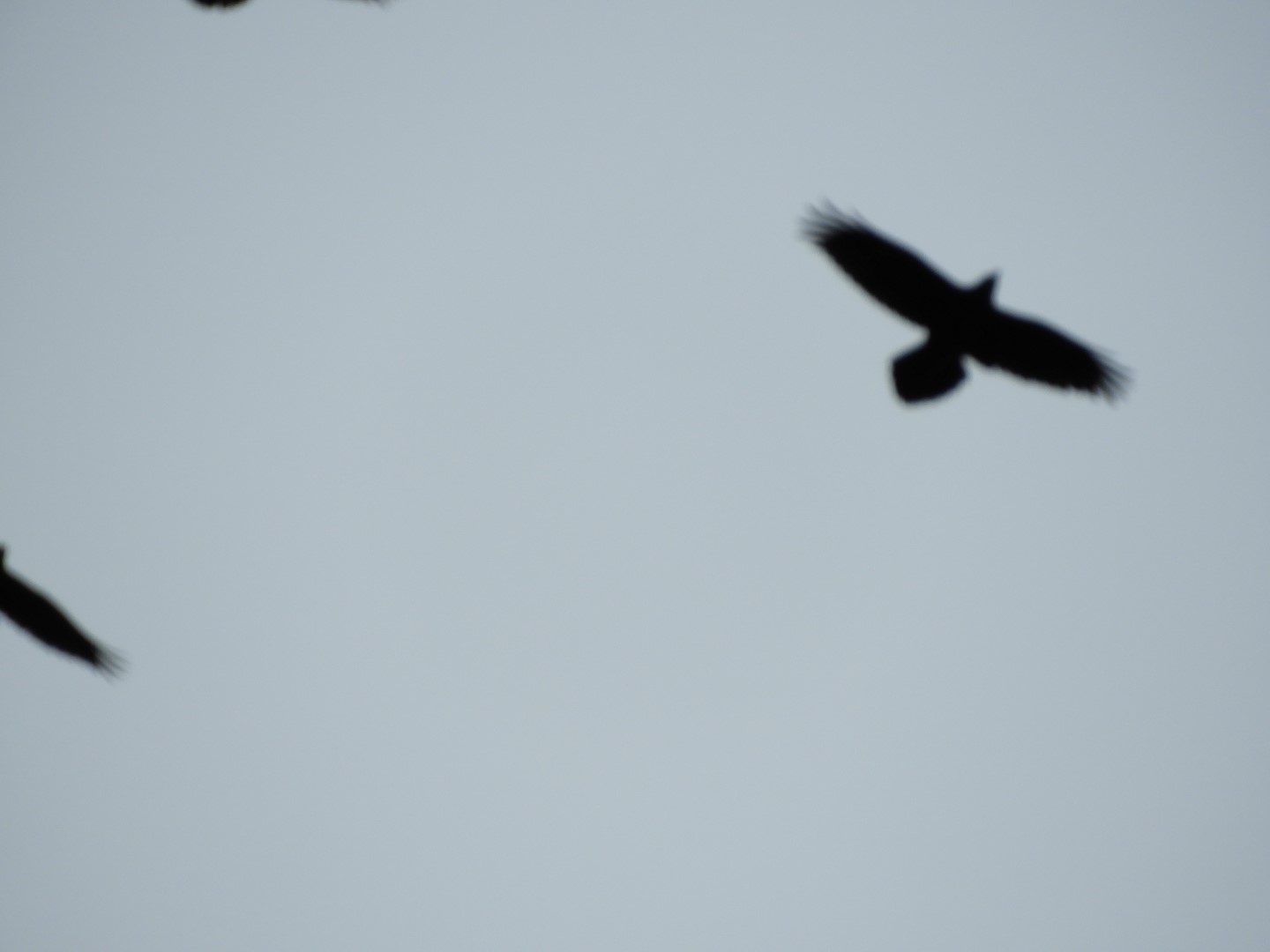 Birds at the Shrine of St. Therese in Juneau AK  7 of  7 (#1500)