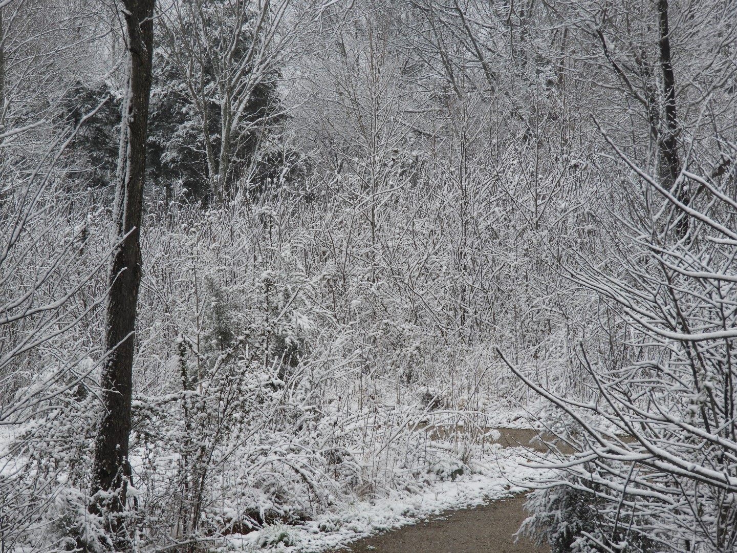 Snowy spring sites along entry to Mammoth Cave National Park  2 of 18 (#2500)
