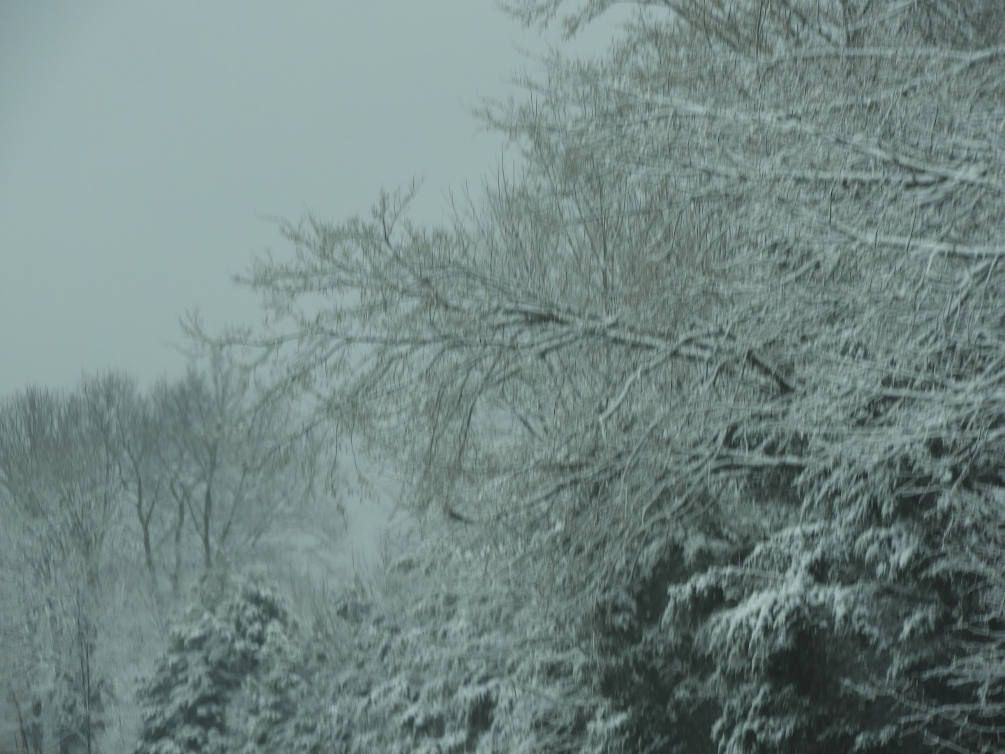 Snowy spring sites along entry to Mammoth Cave National Park  7 of 18 (#2505)