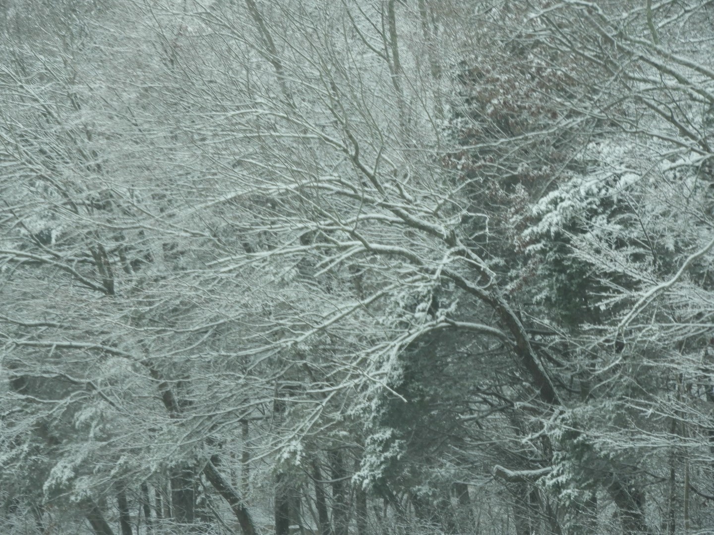 Snowy spring sites along entry to Mammoth Cave National Park 10 of 18 (#2508)