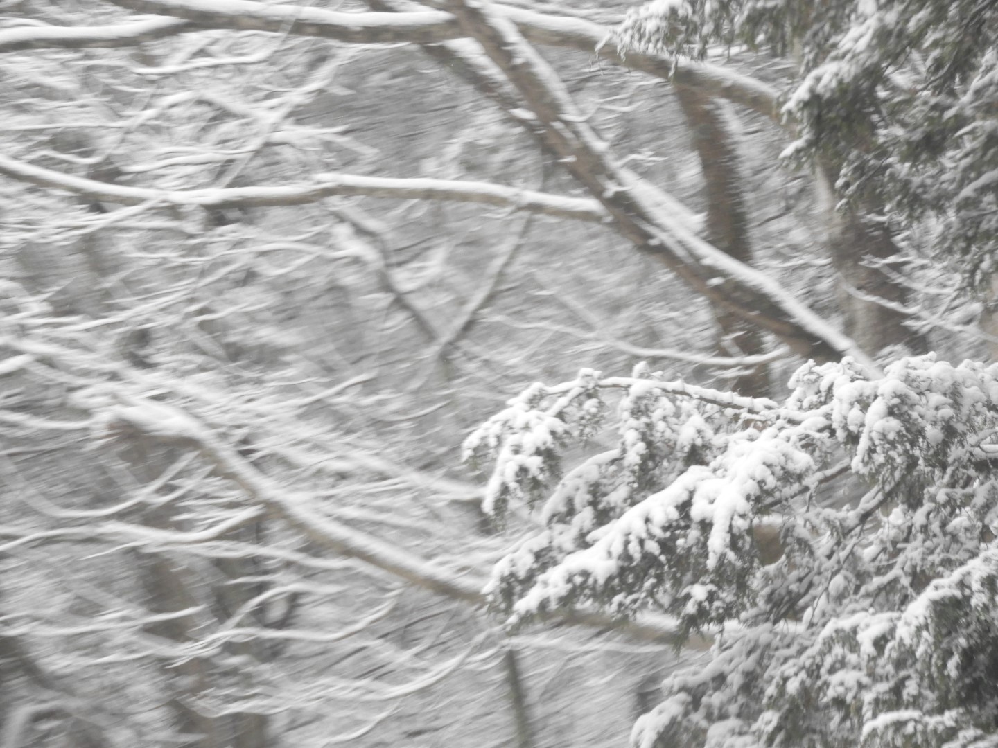 Snowy spring sites along entry to Mammoth Cave National Park 11 of 18 (#2509)