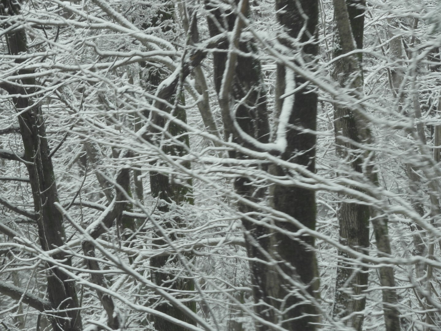 Snowy spring sites along entry to Mammoth Cave National Park 12 of 18 (#2510)