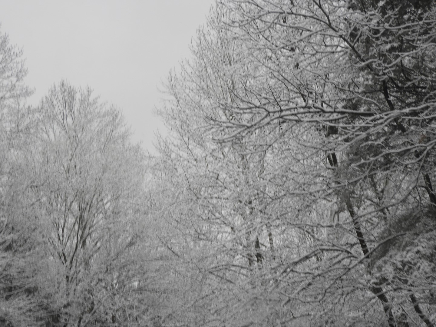 Snowy spring sites along entry to Mammoth Cave National Park 14 of 18 (#2512)