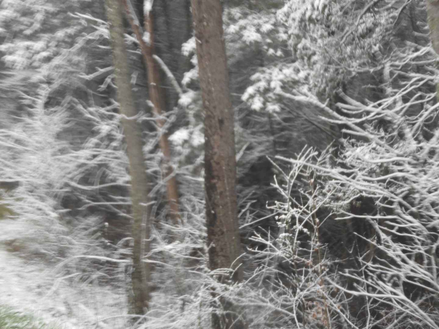 Snowy spring sites along entry to Mammoth Cave National Park 17 of 18 (#2515)