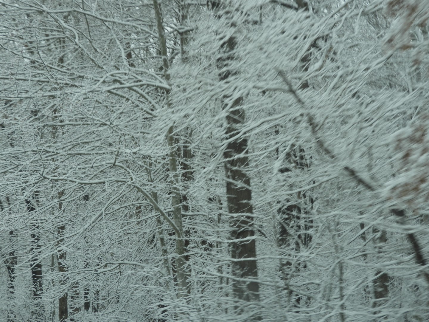 Snowy spring sites along entry to Mammoth Cave National Park 18 of 18 (#2516)