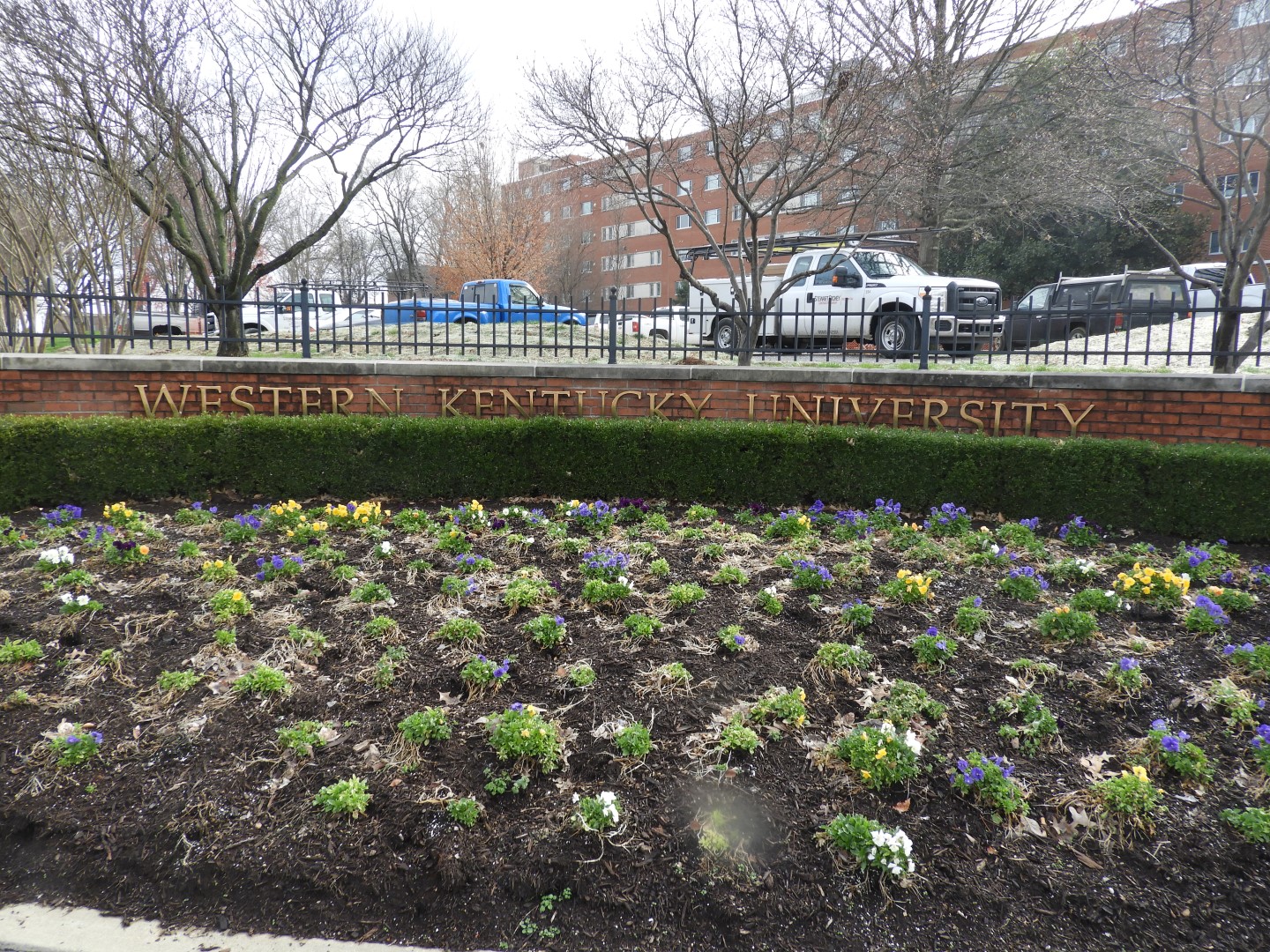 Western Kentucky University  2 of  4 (#2524)