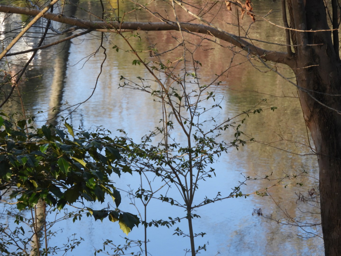 Lake at Carl Sandburg Home in Flat Rock NC  1 of  6 (#2563)