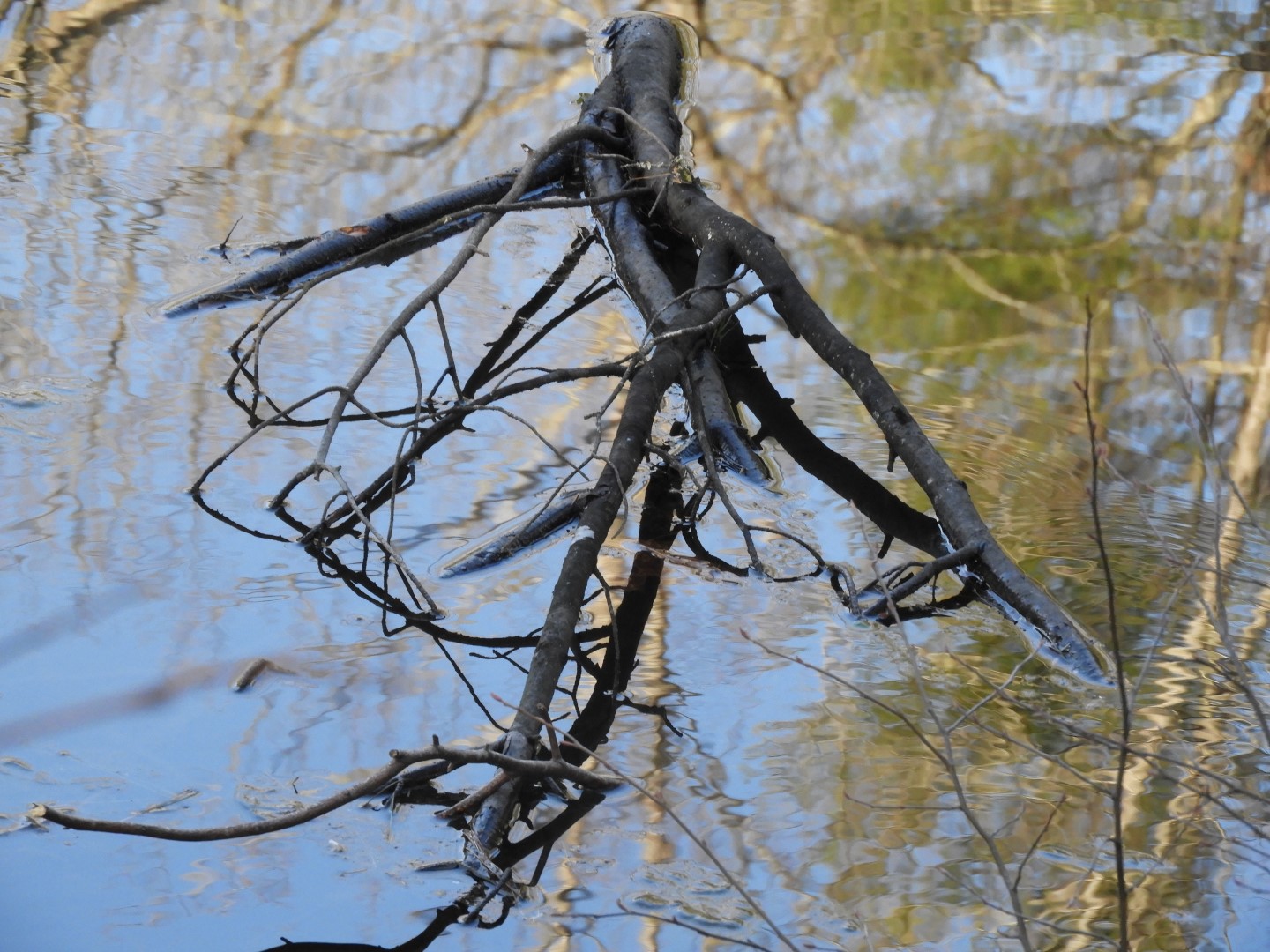 Lake at Carl Sandburg Home in Flat Rock NC  3 of  6 (#2570)