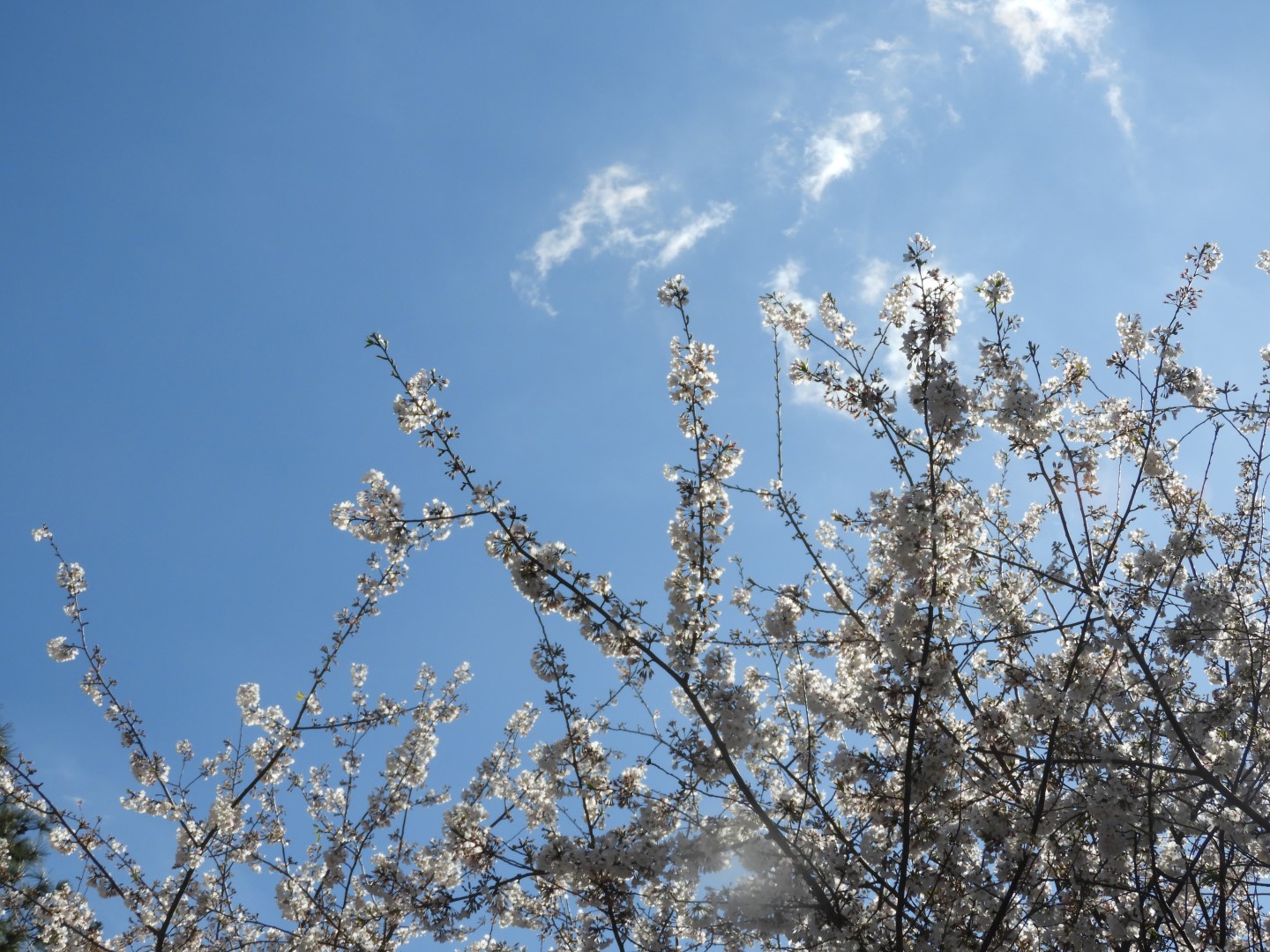 Flowering trees at Kennesaw State University in Kennesaw GA  2 of  2 (#2610)