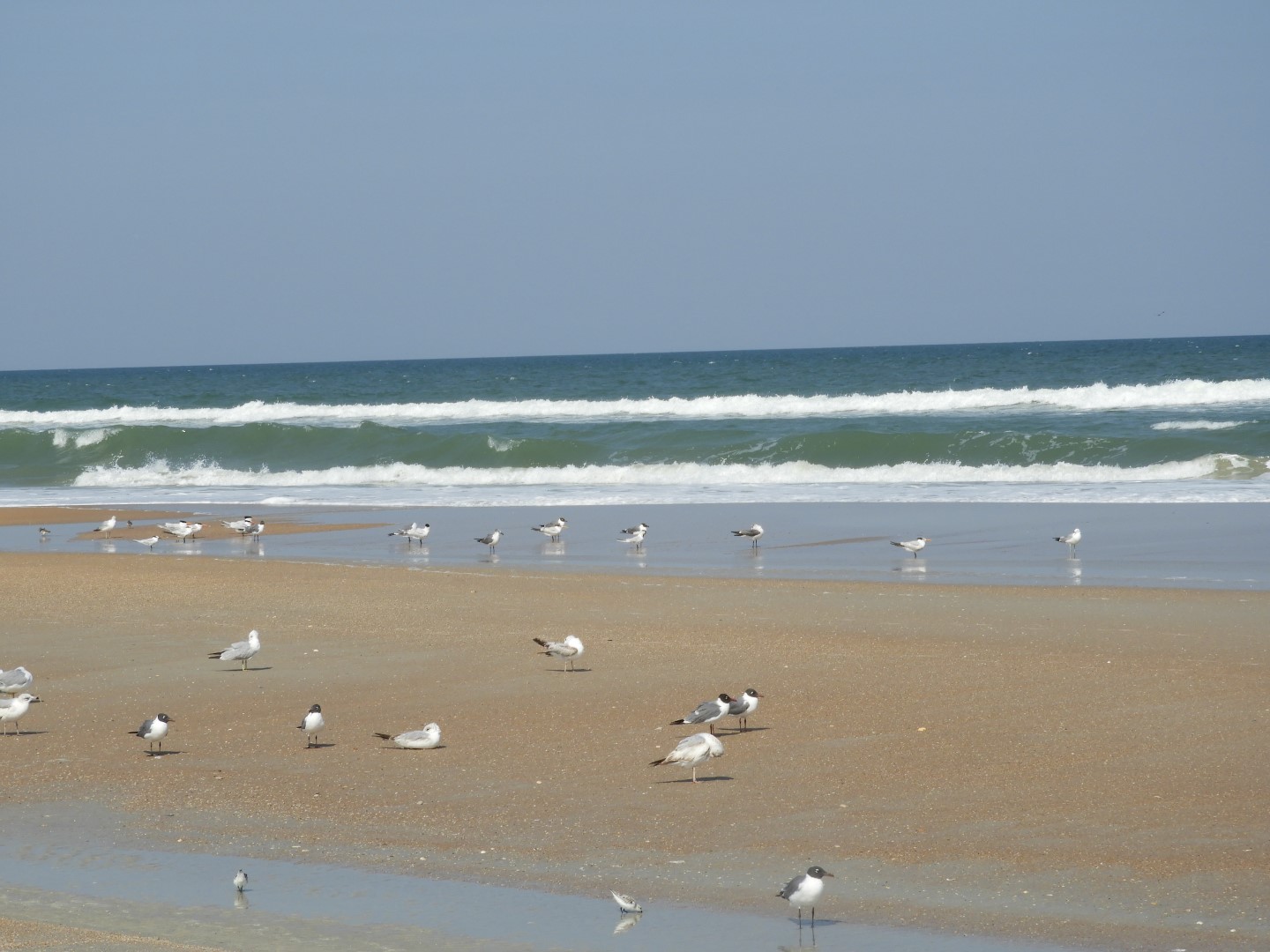 Atlantic Beach near St. Augustine FL  7 of  8 (#2686)