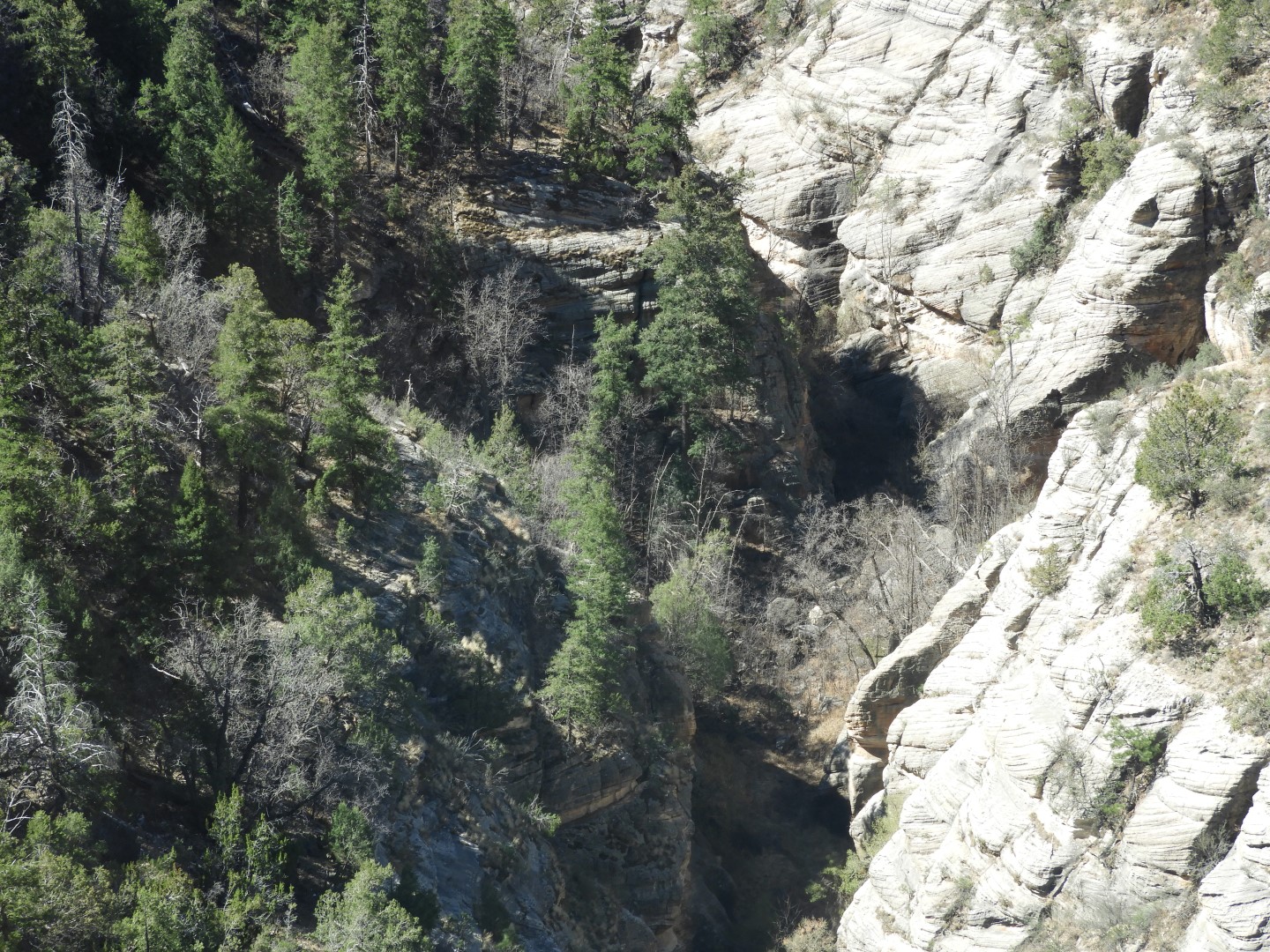 Walnut Canyon National Monument near Flagstaff AZ  5 of 16 (#2875)