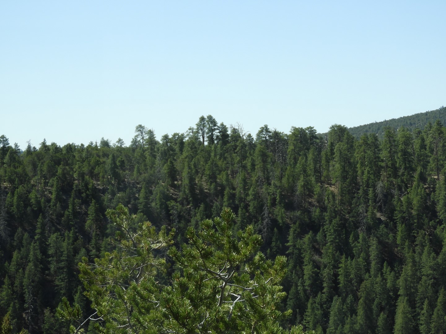 Walnut Canyon National Monument near Flagstaff AZ 13 of 16 (#2883)