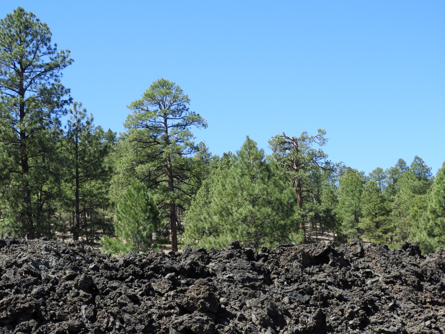 Sunset Crater Volcano National Monument near Flagstaff AZ 12 of 28 (#2898)