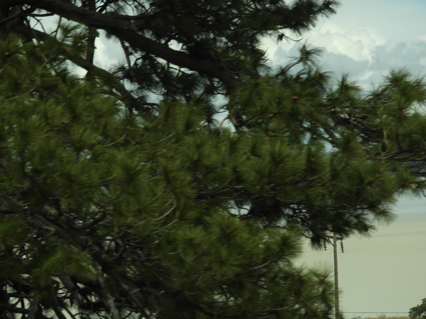 Along highway 95 heading north to Susanville 24 of 28 (#3168)