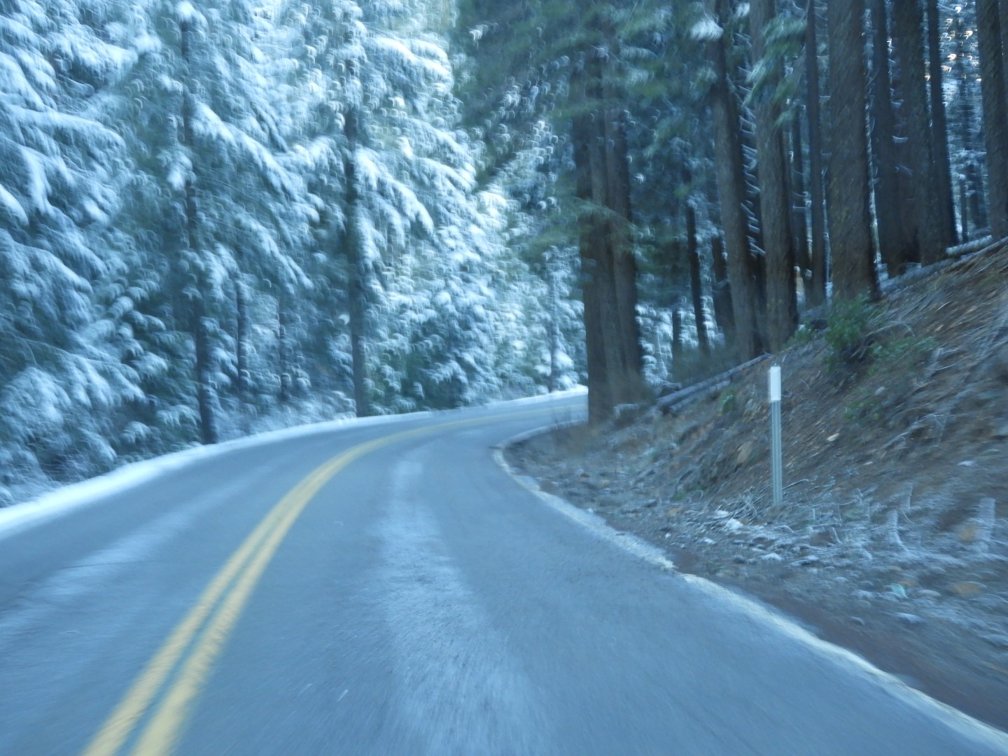 Lassen Park snowed out, settled for its forest  2 of  2 (#3179)
