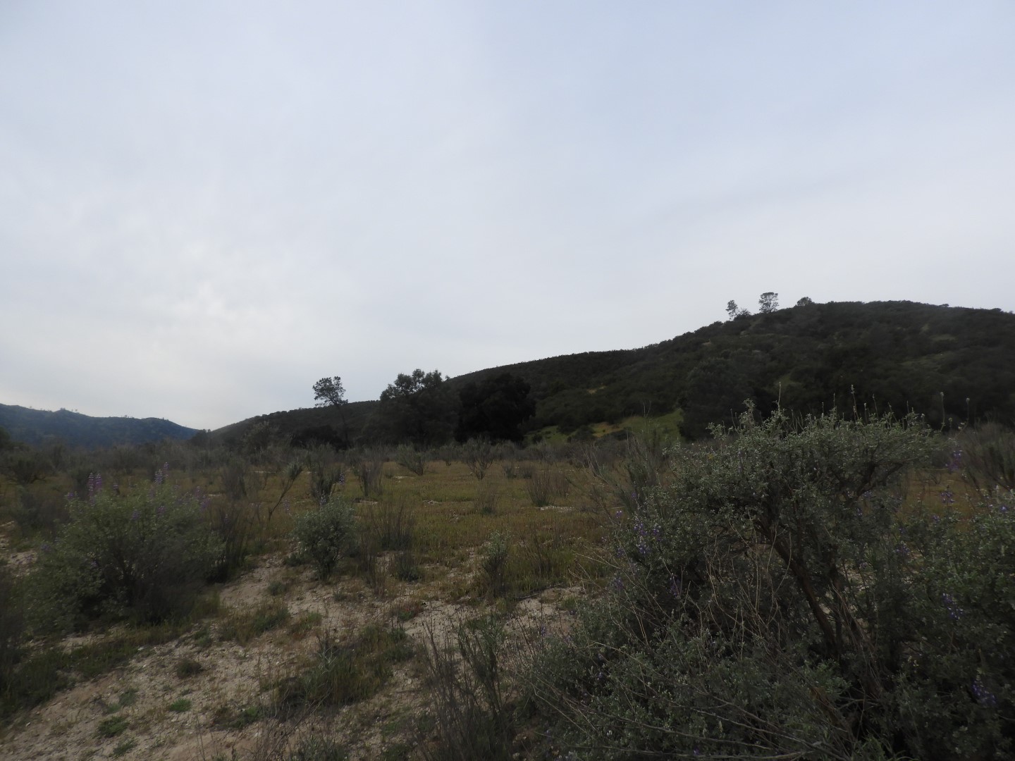 Pinnacles National Park  2 of 15 (#3258)