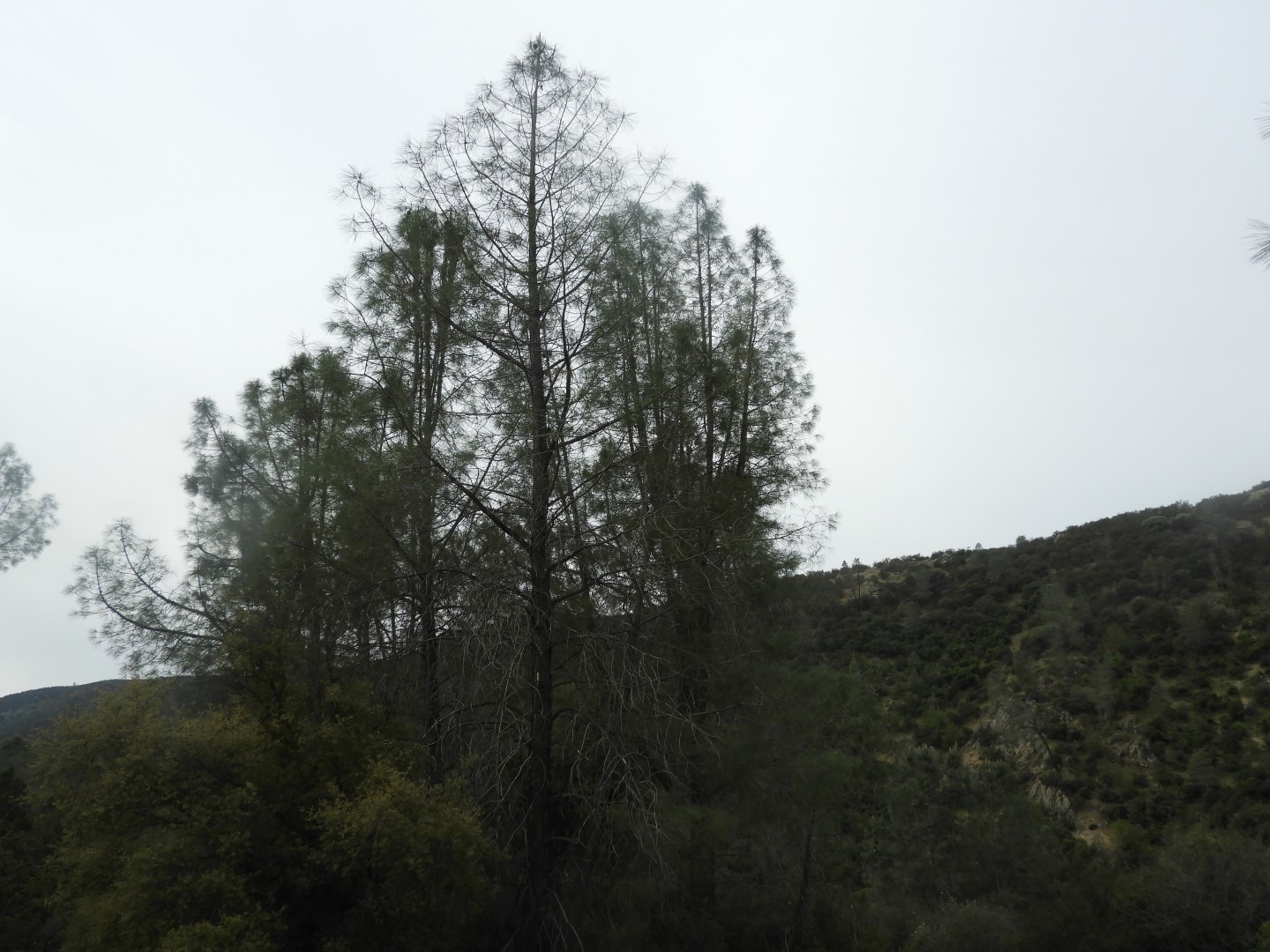 Pinnacles National Park 11 of 15 (#3267)