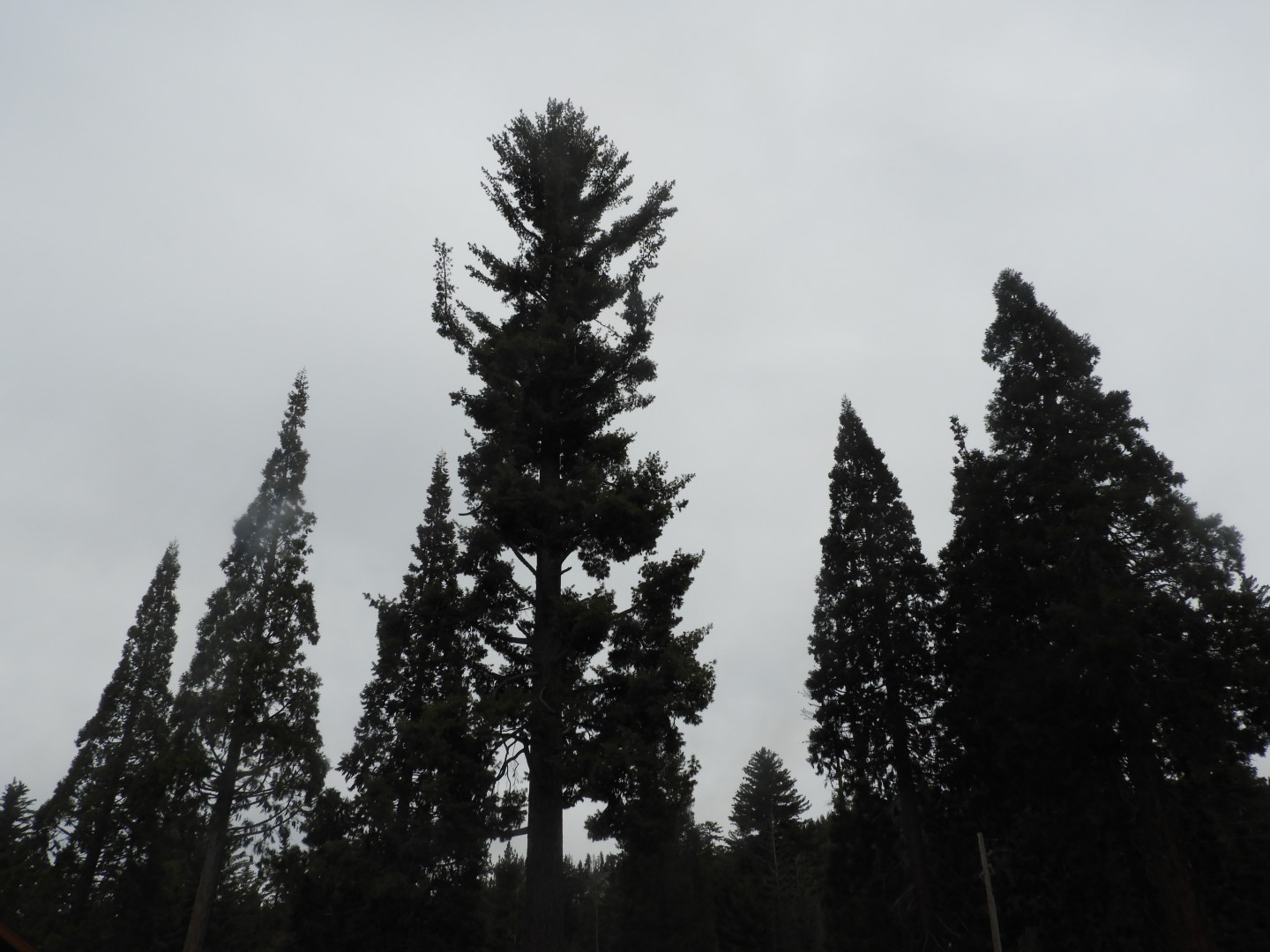 KIngs Canyon  9 of 15 (#3310)