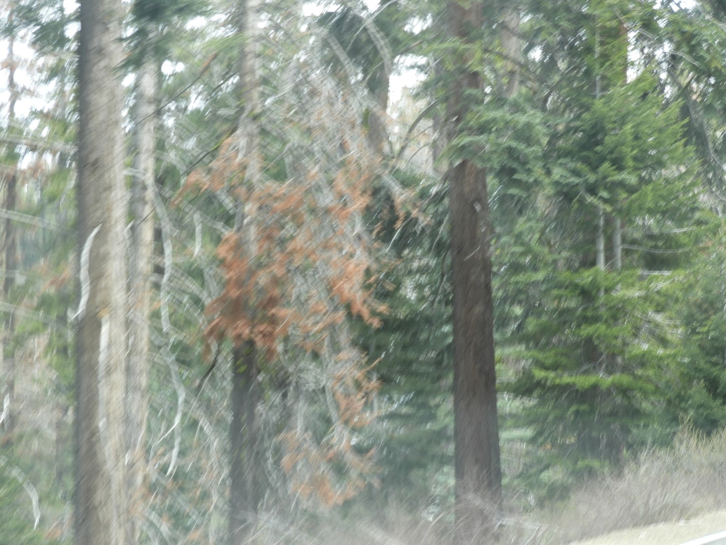 KIngs Canyon 14 of 15 (#3316)