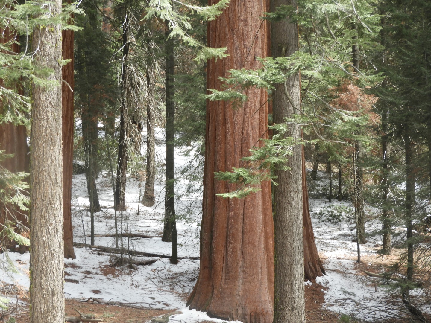 Sequoia National Park  4 of  9 (#3322)